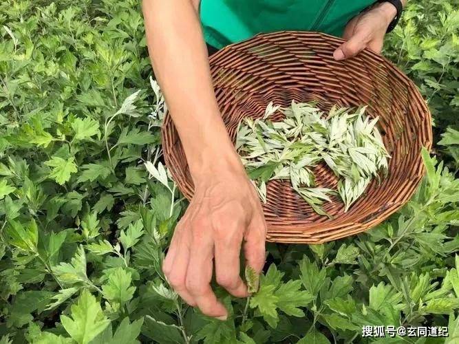 艾草治病是骗局吗视频？揭秘真相，避免上当，科学使用艾草的方法